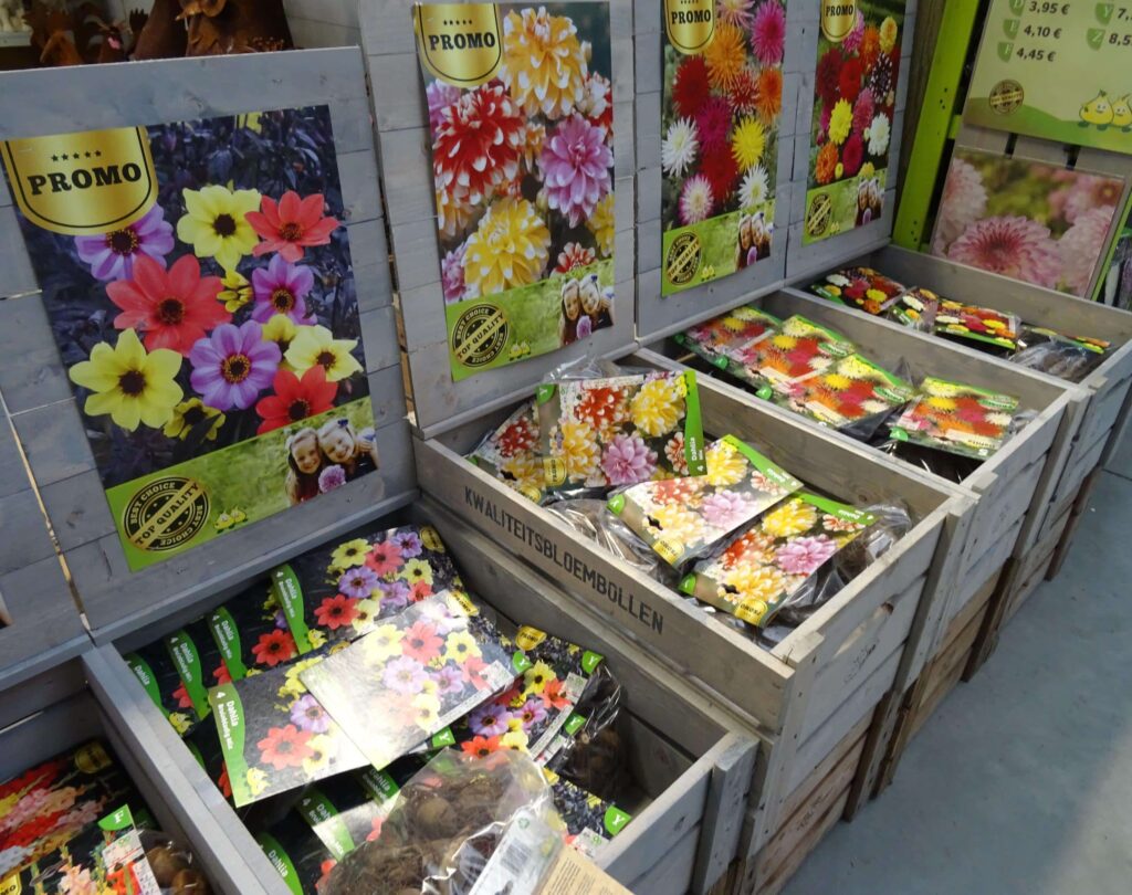 Bulbes de Printemps 11