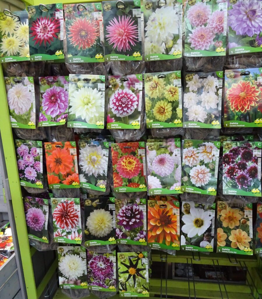 Bulbes de Printemps 13