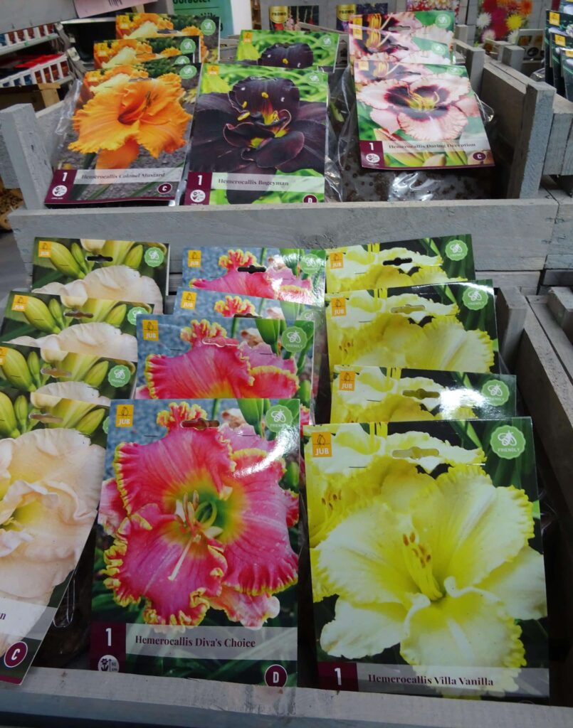 Bulbes de Printemps 3