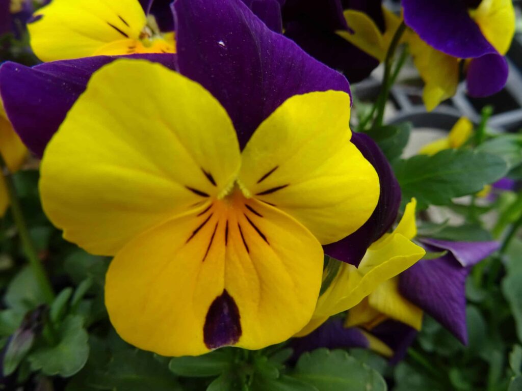 Plantes et fleurs de Printemps 10