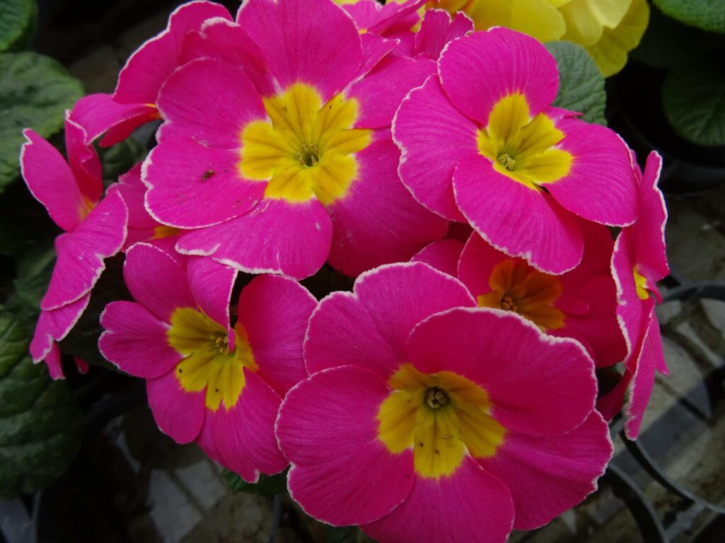 Plantes et fleurs de Printemps 19