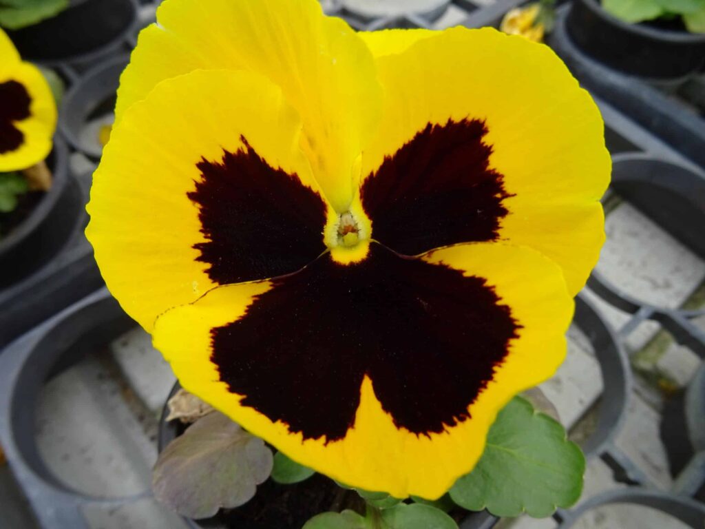 Plantes et fleurs de Printemps 20