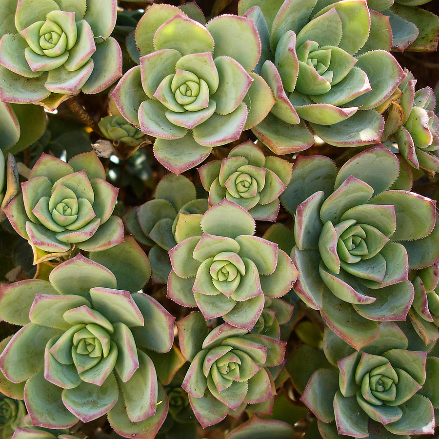 Aeonium-haworthii-bicolour.jpg3