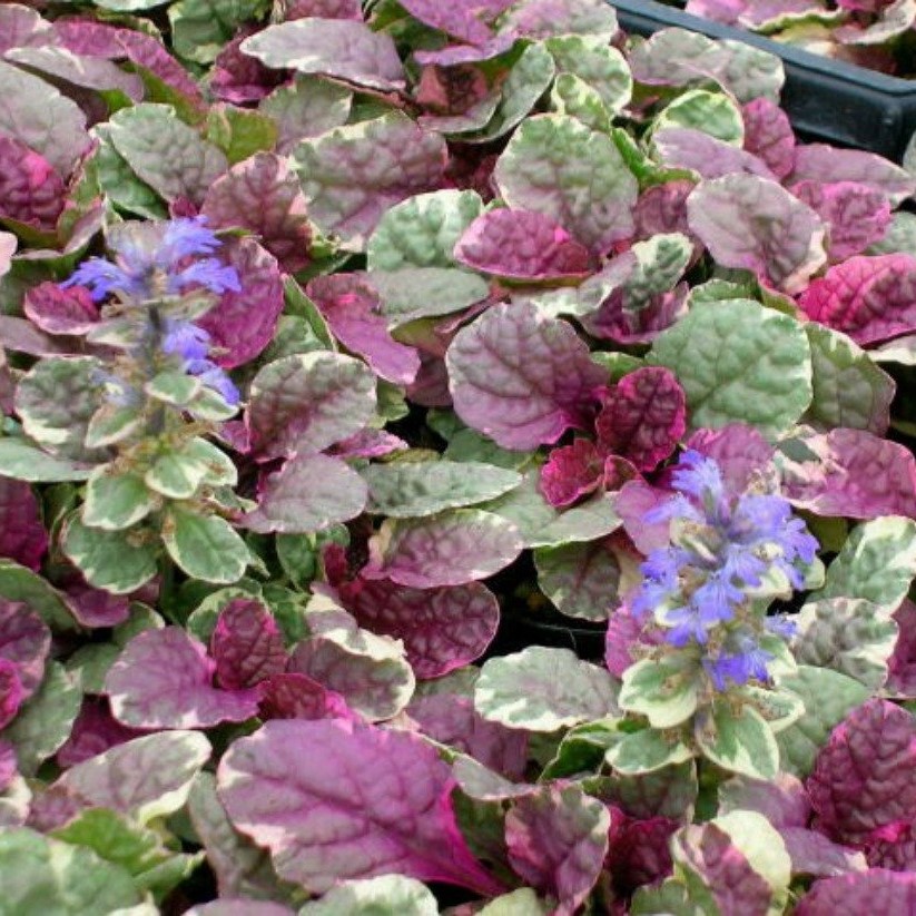 Ajuga Burgundi Glow