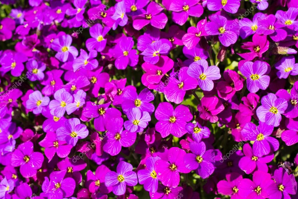 Aubrietia pourpre