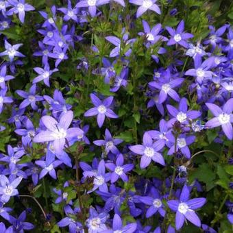 Campanule poscharskyana