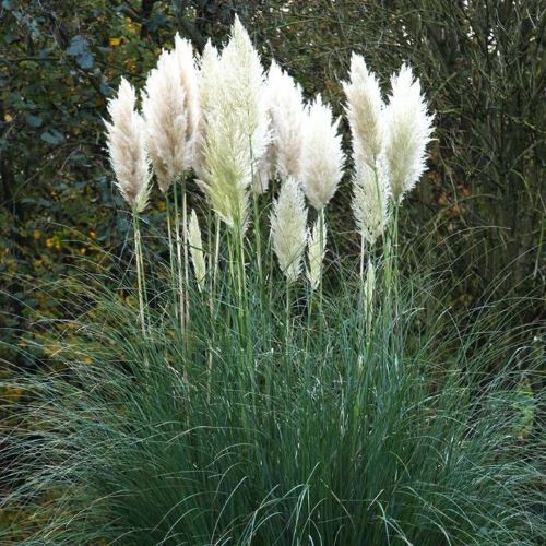 Cortaderia Sellanoa Weiss