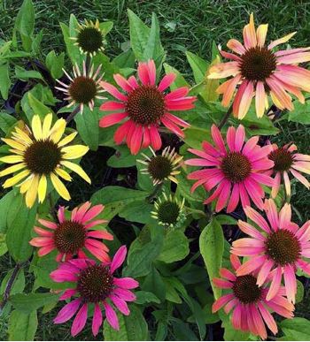 Echinacea Summer Cocktail
