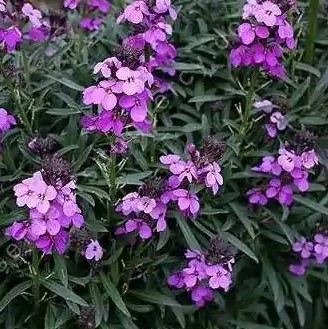 Erysimum Sunstrong Violet (2)