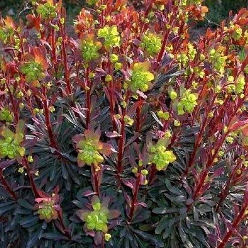 Euphorbe amygdaloïde Purpurea (2)
