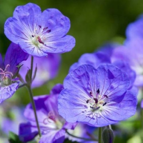 Geranium vivace Rozanne (2)