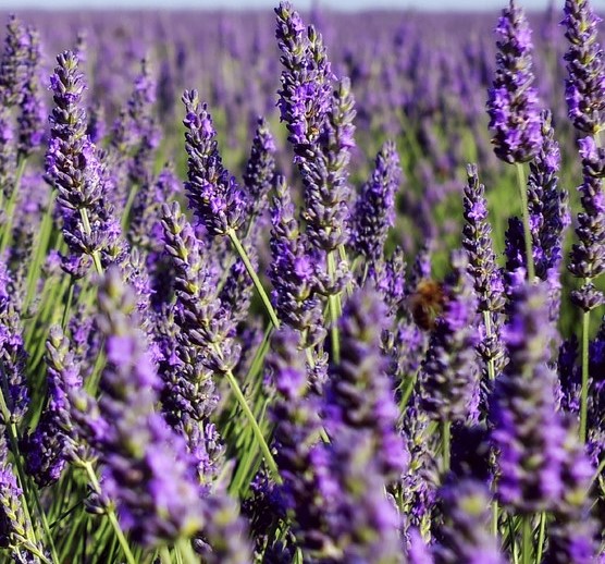 Lavande de Provence