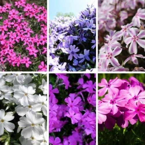 Phlox Subulata