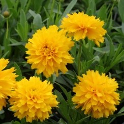 coreopsis grandiflora Solanna
