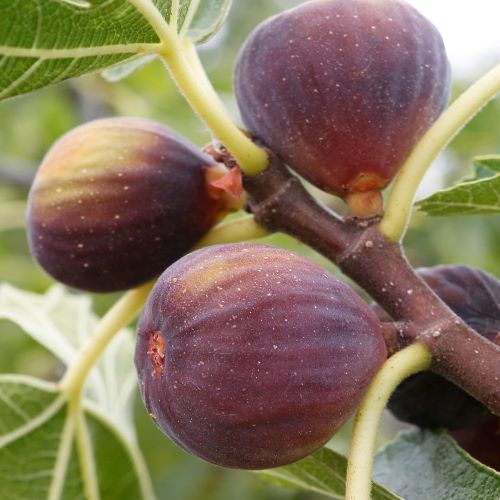 Ficus Carica Rouge de Bordeaux (2)