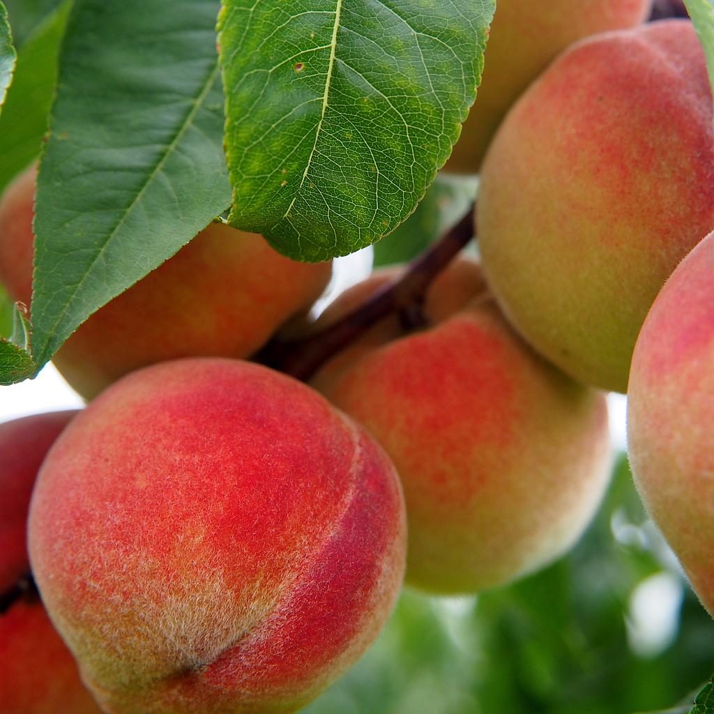Pêcher Fertile de septembre