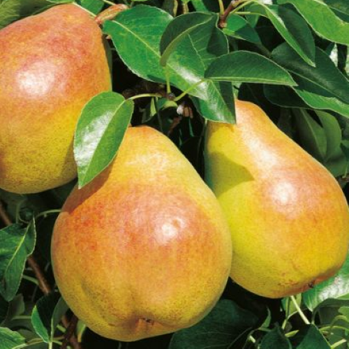 Poirier Doyenné du Comice (2)