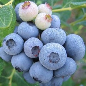 Vaccinum corymbosum Duke